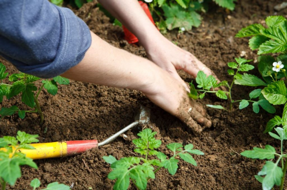 Objectif plantation pour les élèves