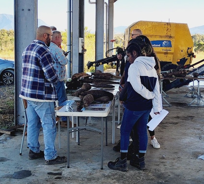 Atelier avec de nombreuses variétés d'igname